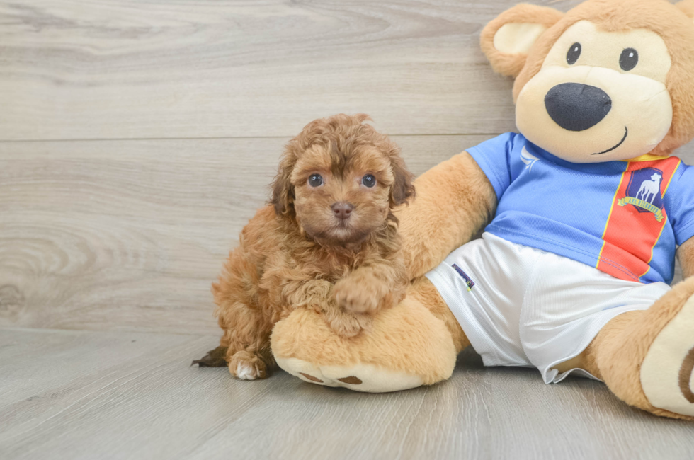 5 week old Havapoo Puppy For Sale - Simply Southern Pups