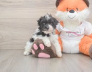 7 week old Havapoo Puppy For Sale - Simply Southern Pups