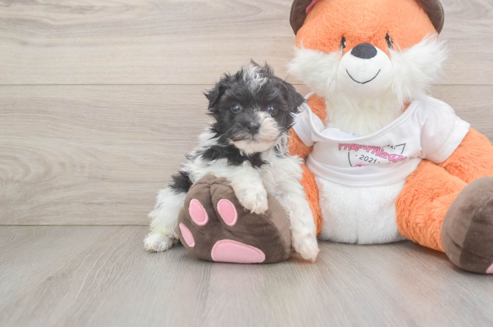 5 week old Havapoo Puppy For Sale - Simply Southern Pups
