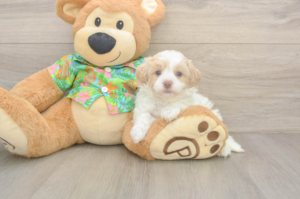 5 week old Havapoo Puppy For Sale - Simply Southern Pups
