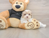 7 week old Havapoo Puppy For Sale - Simply Southern Pups