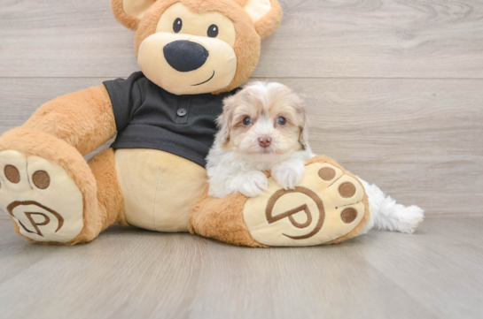 Havapoo Pup Being Cute