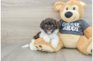 Havapoo Pup Being Cute