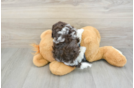 Petite Havapoo Poodle Mix Pup