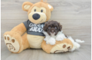 Funny Havapoo Poodle Mix Pup
