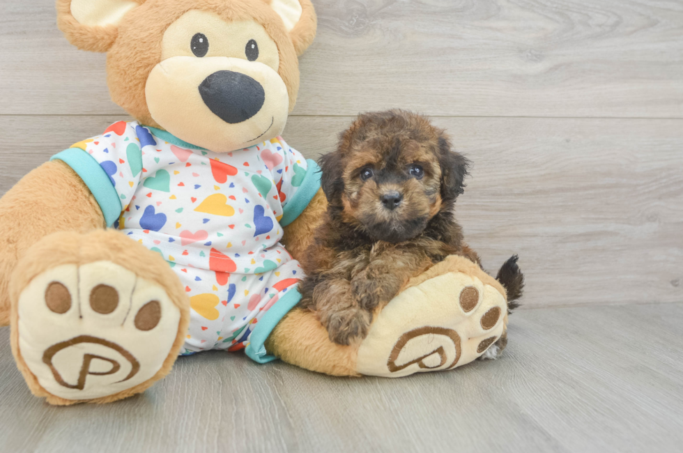6 week old Havapoo Puppy For Sale - Simply Southern Pups