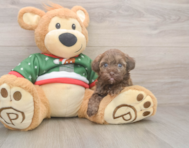 6 week old Havapoo Puppy For Sale - Simply Southern Pups