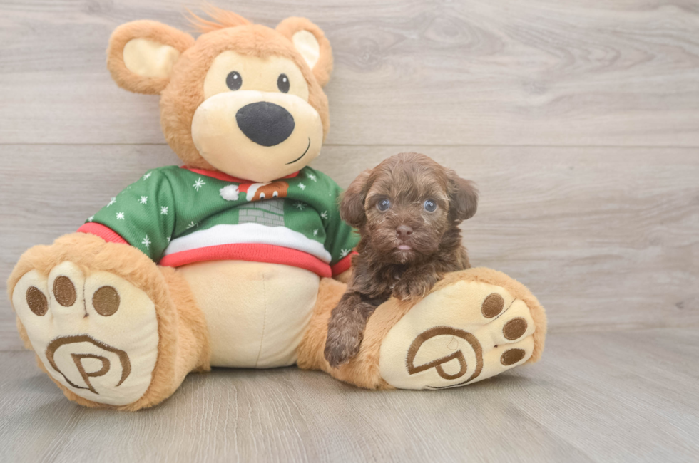 5 week old Havapoo Puppy For Sale - Simply Southern Pups