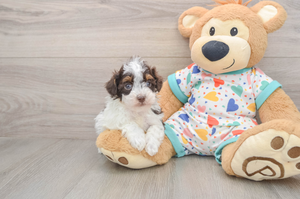 Friendly Havapoo Baby