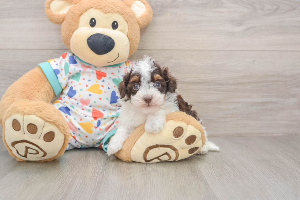 Hypoallergenic Havadoodle Poodle Mix Puppy