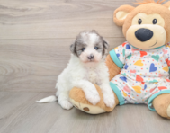 6 week old Havapoo Puppy For Sale - Simply Southern Pups