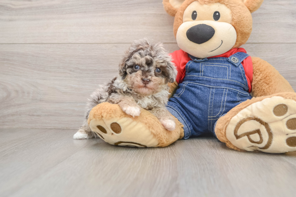 Havapoo Puppy for Adoption