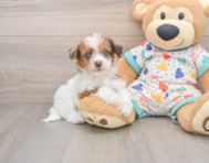 8 week old Havapoo Puppy For Sale - Simply Southern Pups