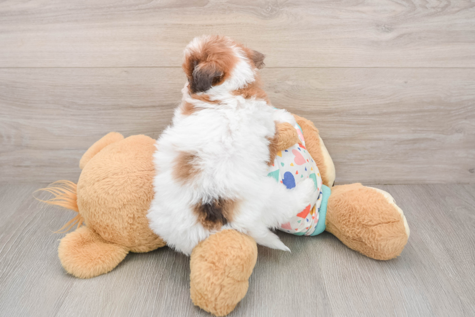 Havapoo Puppy for Adoption