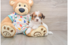 Popular Havapoo Poodle Mix Pup