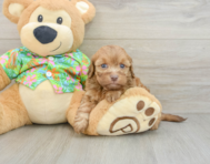 8 week old Havapoo Puppy For Sale - Simply Southern Pups