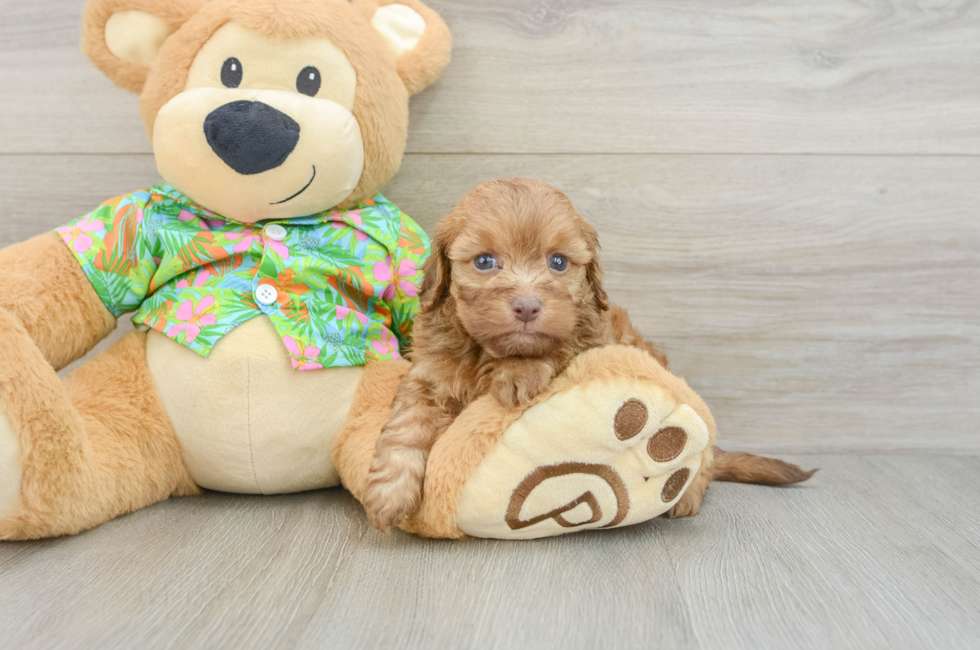 5 week old Havapoo Puppy For Sale - Simply Southern Pups