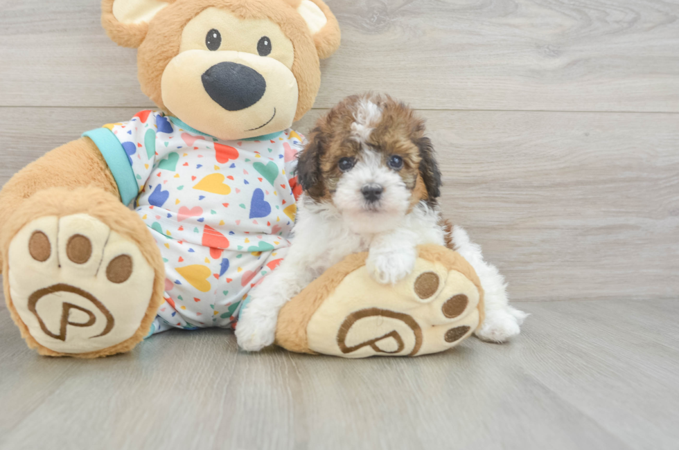 6 week old Havapoo Puppy For Sale - Simply Southern Pups