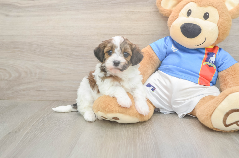 5 week old Havapoo Puppy For Sale - Simply Southern Pups