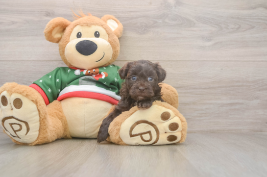 Havapoo Puppy for Adoption