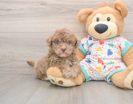 7 week old Havapoo Puppy For Sale - Simply Southern Pups