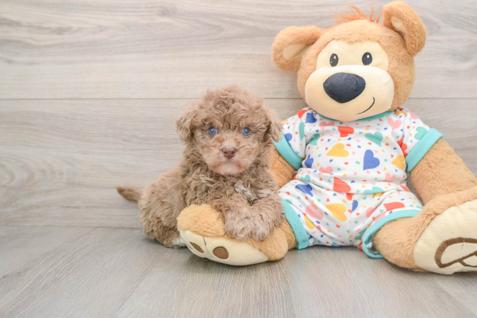 Havapoo Pup Being Cute