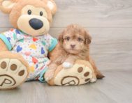 7 week old Havapoo Puppy For Sale - Simply Southern Pups