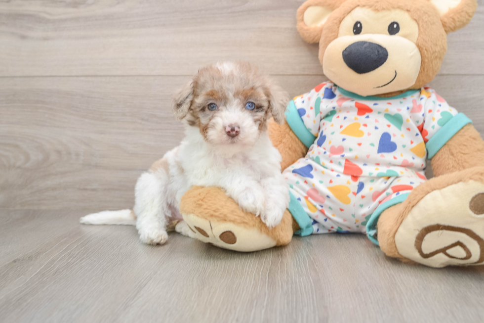 Havapoo Puppy for Adoption