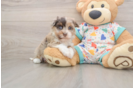 Best Havapoo Baby