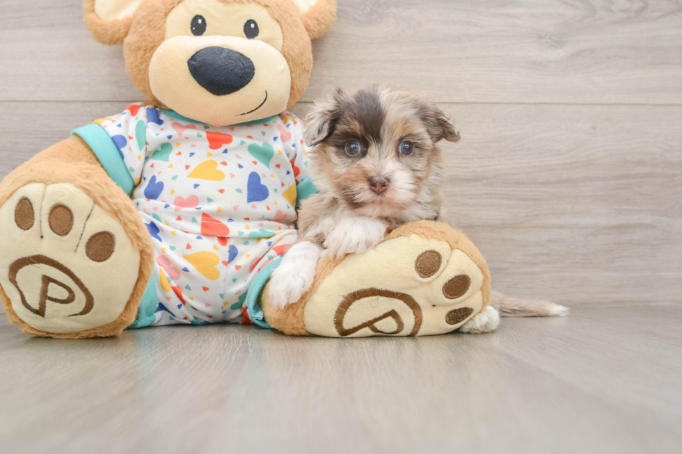 Havapoo Puppy for Adoption