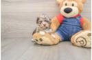 Hypoallergenic Havadoodle Poodle Mix Puppy