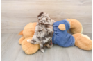 Popular Havapoo Poodle Mix Pup