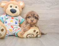 8 week old Havapoo Puppy For Sale - Simply Southern Pups