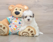 7 week old Havapoo Puppy For Sale - Simply Southern Pups