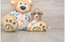 Havapoo Puppy for Adoption