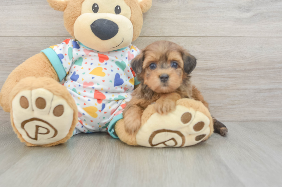 6 week old Havapoo Puppy For Sale - Simply Southern Pups