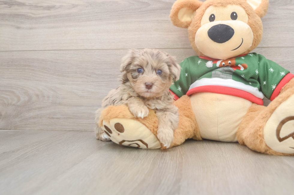 5 week old Havapoo Puppy For Sale - Simply Southern Pups