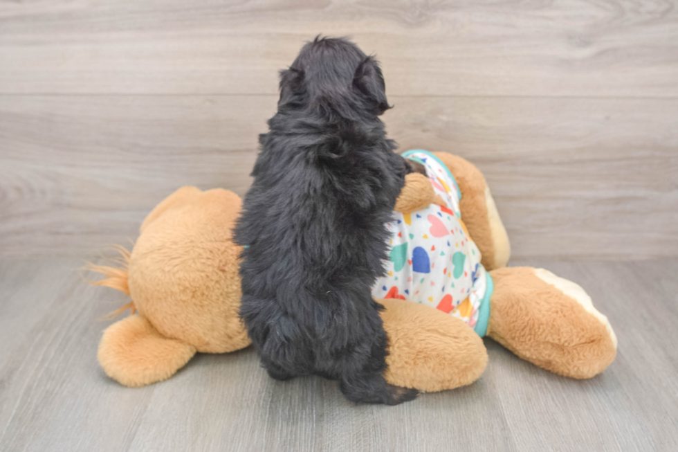 Havapoo Puppy for Adoption