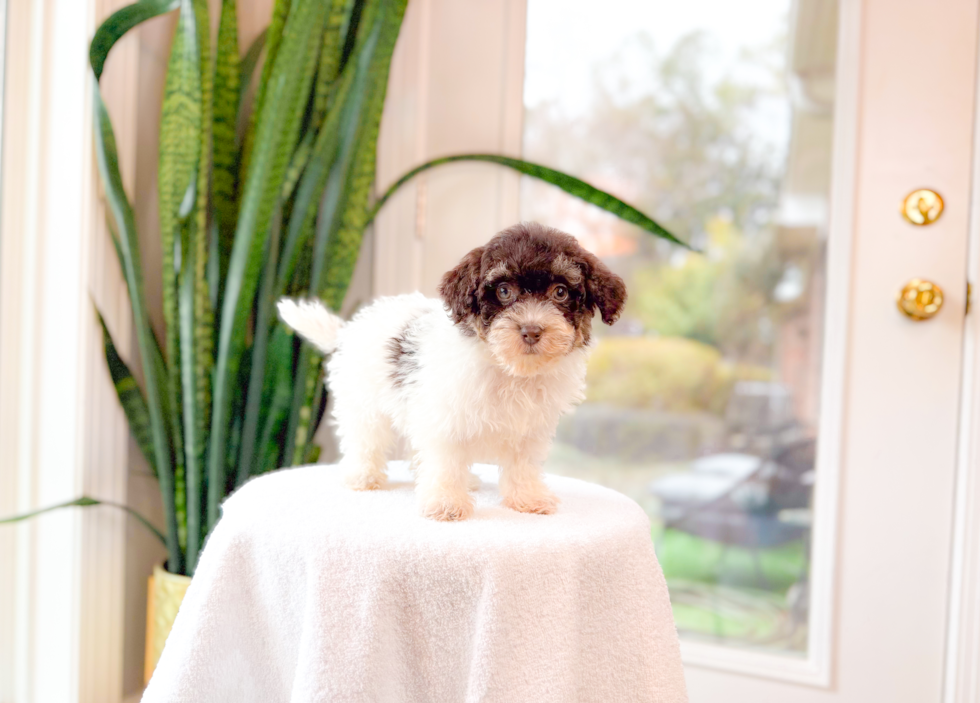Cute Havadoodle Poodle Mix Puppy