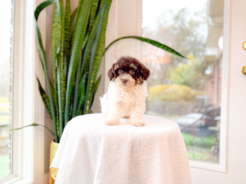 Cute Havapoo Poodle Mix Pup