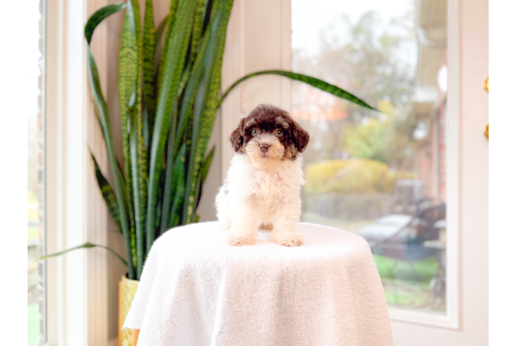 Cute Havadoodle Poodle Mix Puppy