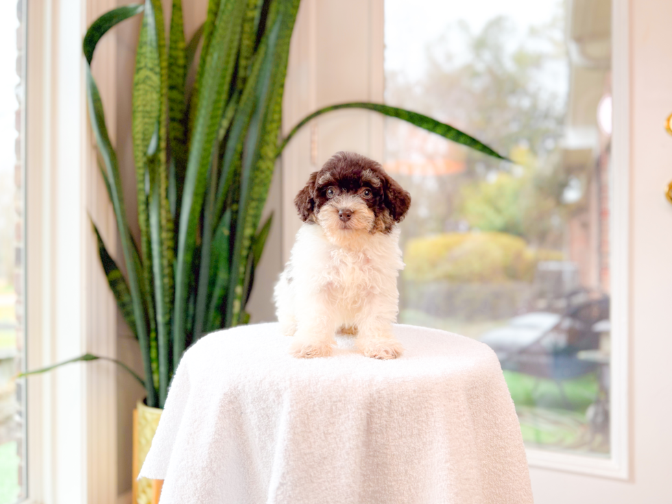 Cute Havadoodle Poodle Mix Puppy