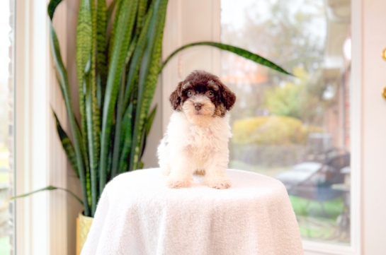 Cute Havadoodle Poodle Mix Puppy