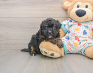 7 week old Havapoo Puppy For Sale - Simply Southern Pups