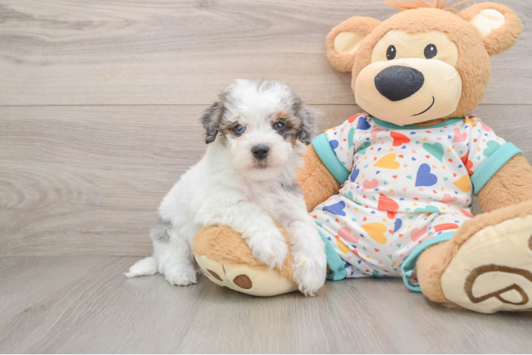 Havapoo Puppy for Adoption