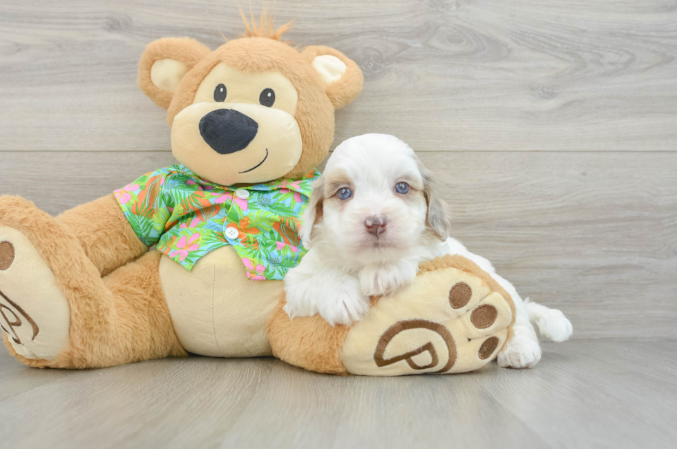 5 week old Havapoo Puppy For Sale - Simply Southern Pups