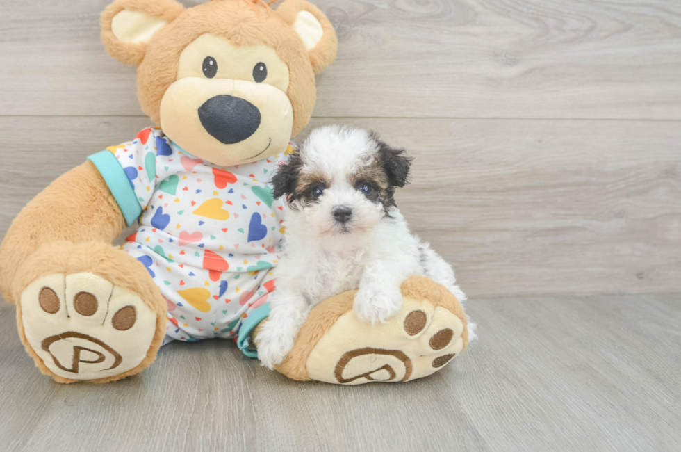 6 week old Havapoo Puppy For Sale - Simply Southern Pups