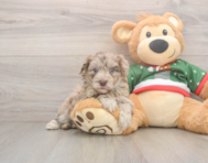 6 week old Havapoo Puppy For Sale - Simply Southern Pups