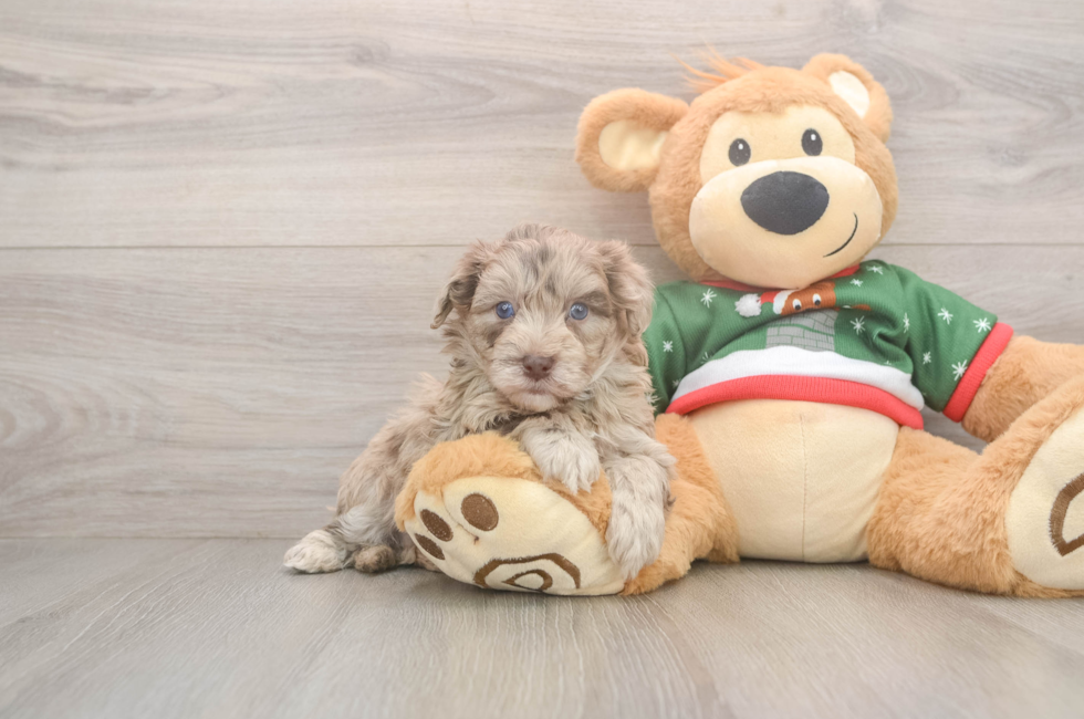 5 week old Havapoo Puppy For Sale - Simply Southern Pups