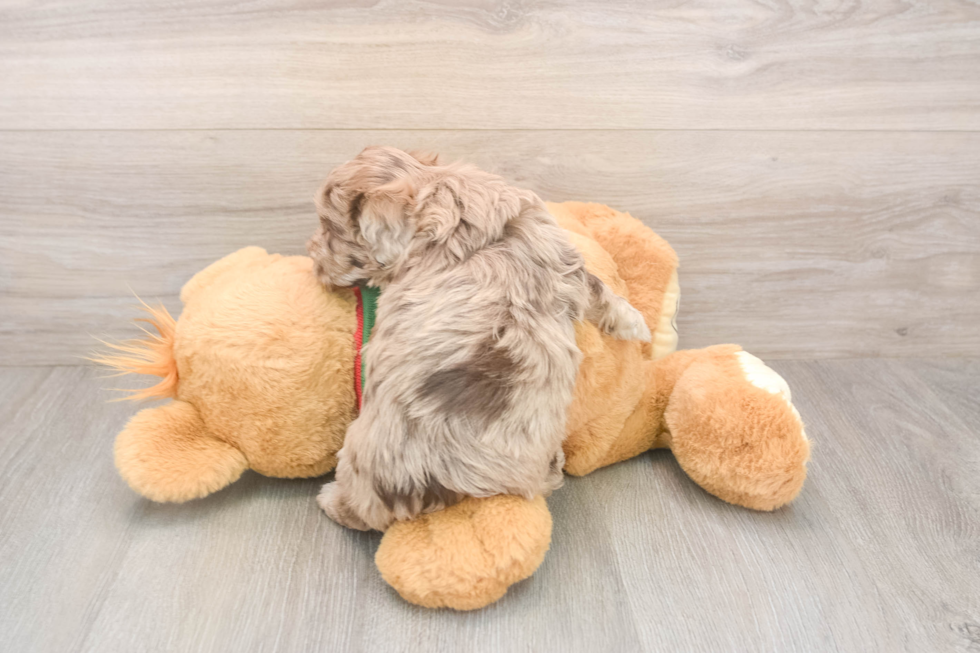 Smart Havapoo Poodle Mix Pup